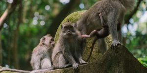 MONKEY FOREST