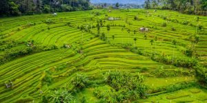 Aerial view of Terraced rice fields Bali, Indonesia.
