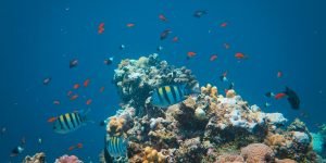 snorkeling2-scaled-1.jpg